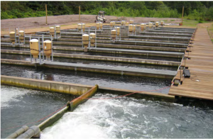 công nghệ RAS trong nuôi tôm