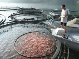 chọn công nghệ nuôi cá