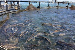 ứng dụng quan trắc tự động