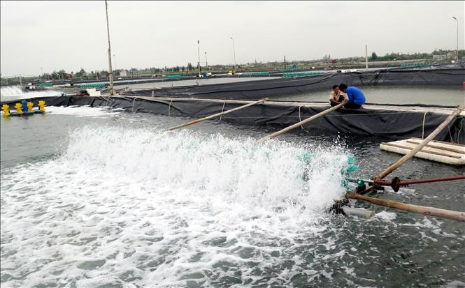 giảm chi phí trong nuôi trồng thủy sản