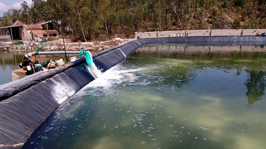 Giảm Thiểu Dịch Bệnh Trong Ao Nuôi